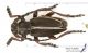 Pedestredorcadion_IMG_8962_C01104.JPG