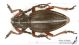 Pedestredorcadion_IMG_8963_C01105.JPG