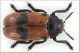 Clytra quadripunctata.jpg