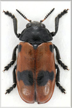 quadripunctata.jpg