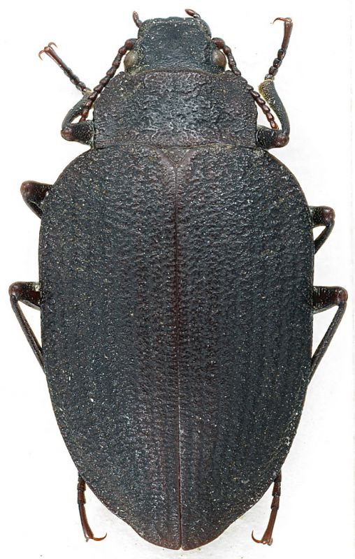 Amphizoa_insolens_LeConte_1853_BC_9-V.1984_12,5mm.jpg