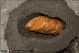 Oryctes_nasicornis_female_pupa_7367.jpg