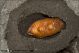 Oryctes_nasicornis_female_pupa_7369.jpg