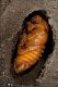 Oryctes_nasicornis_female_pupa_7442.jpg