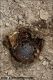 Oryctes_nasicornis_larva_exuvia_7375.jpg