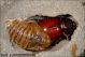 Oryctes_nasicornis_sf_female_7694.jpg