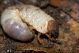 Oryctes_nasicornis_larva_2019.jpg