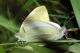 0 pieris.jpg