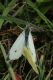 01 pieris.jpg