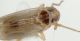 Delphacidae crop1.JPG