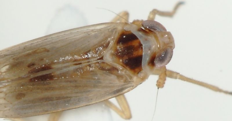 Delphacidae crop1.JPG