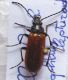 Alleculidae Majella 02_06_2010 (1).jpg