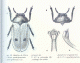 Petitpierre_2000-pg-211.gif