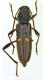 Libanoclytus tommasoi_male.jpg