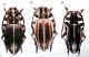 Pedestredorcadion libanoticum 012.jpg