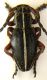 Dorcadion tauricum.jpg