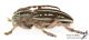Pedestredorcadion_l_s_C01162.jpg