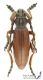 Dorcadion_fulvum_s_C01114.jpg