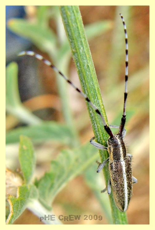 agapanthia cardui (1).JPG