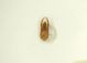 Staphy 05b 3.8mm Ziribega.JPG