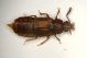 Staphylinide 02 2,6mm. Vizzano.JPG