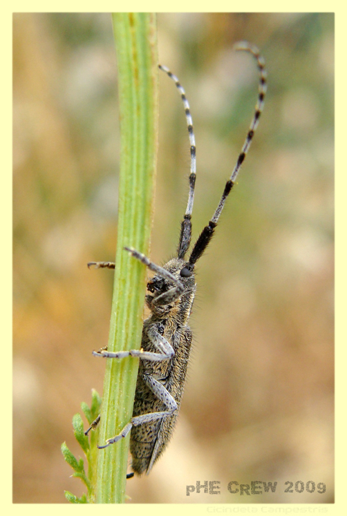 agaphanthia cardui su cardo.JPG