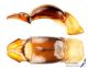 Heterocnemis_graeca_g_C01133.jpg