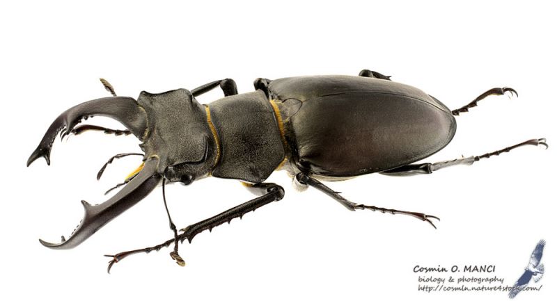 Lucanus_cervus_l_s_C01061.jpg