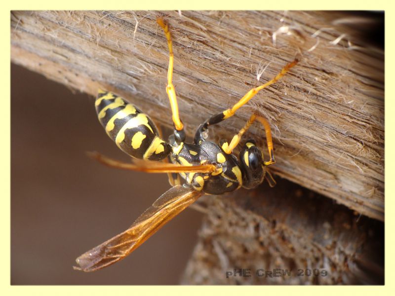 polistes gallicus che rosicchia del legno....jpg