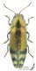 Coraebus_fasciatus_s.jpg