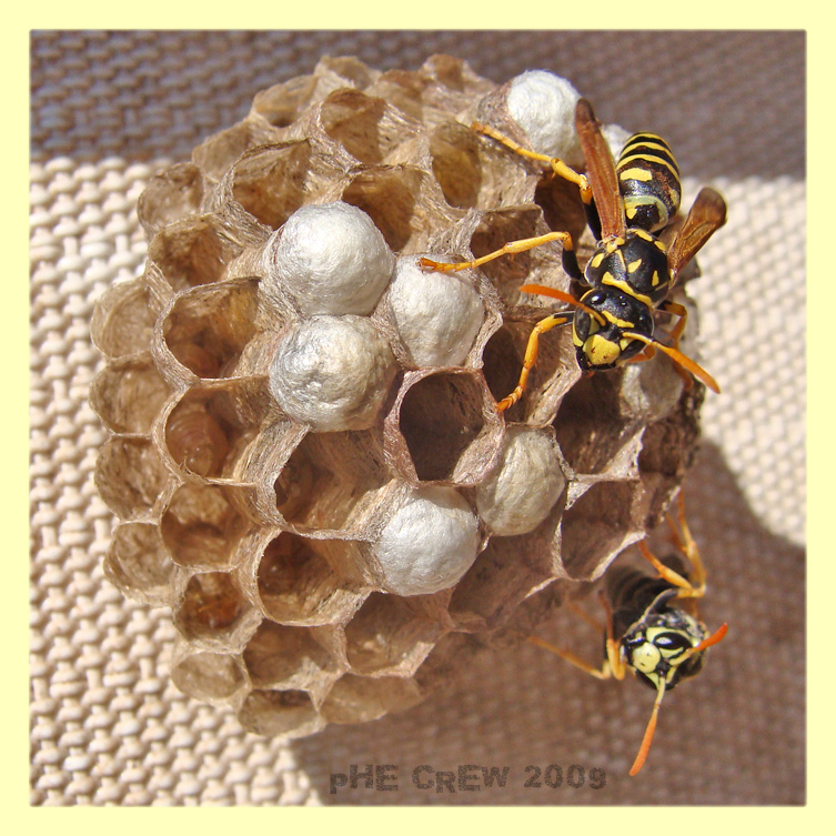polistes gallicus su nido.JPG