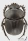 Scarabaeus_laticollis_s.jpg