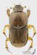Euoniticellus_pallens_m_s.jpg
