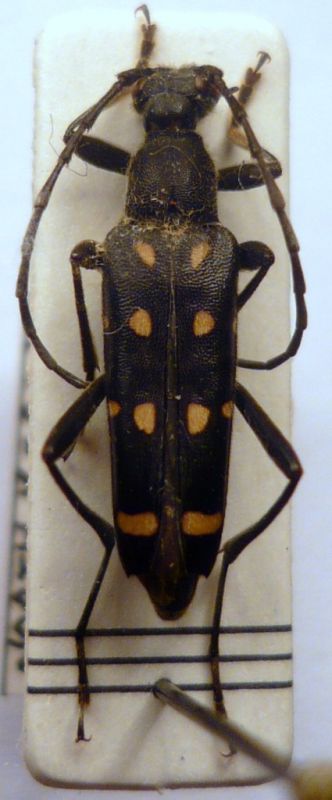 Leptura (Leptura) duodecimguttata Fabricius, 1801  .JPG