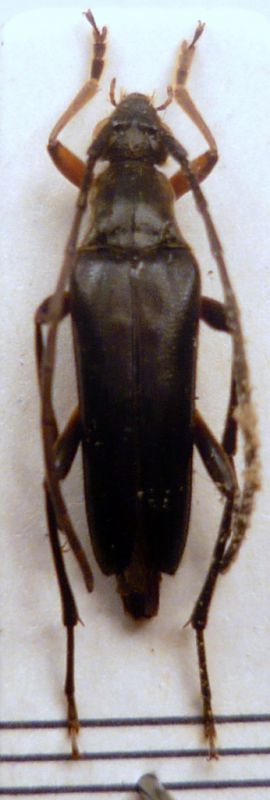 Pedostrangalia (Sphenalia) femoralis (Motschulsky, 1860).JPG