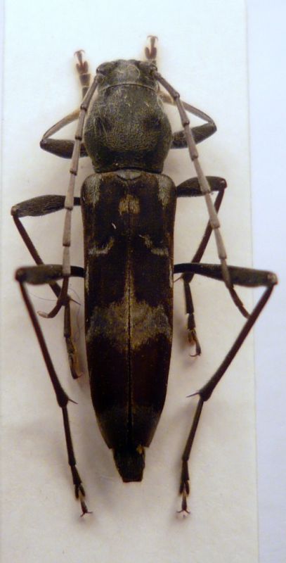 Cerambycinae  Clytini Chlorophorus japonicus (Chevrolat, 1863).JPG