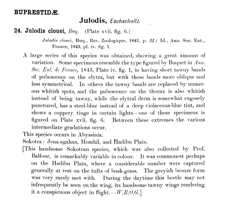 Gahan 1903 Julodis redescription.jpg