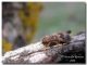 Parmena pubescens2, Godrano 10 dicembre 2006.jpg