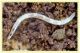 larva dittero.JPG