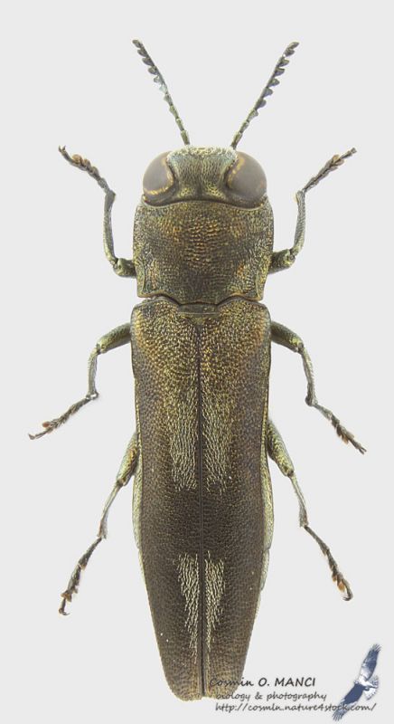 Agrilus_s.JPG