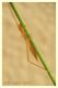 Oecanthus pellucens- (3).JPG