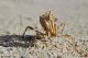 Blepharopsis mendica02.jpg