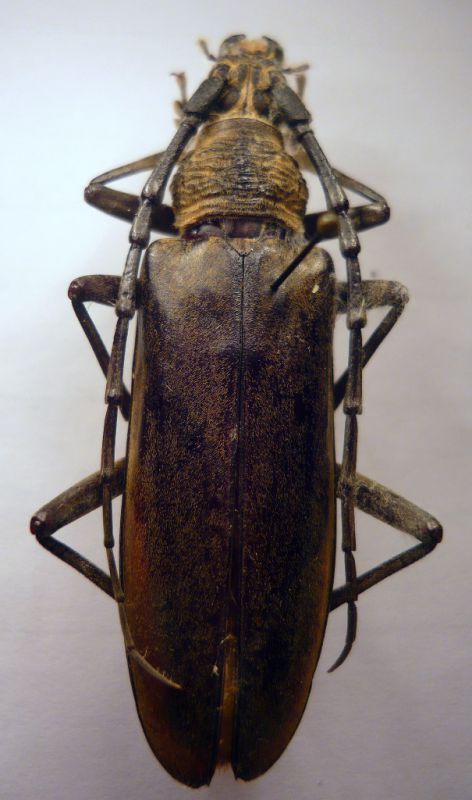 Cerambycinae  Cerambycini Neocerambyx (Mallambyx) raddei (Blessig & Solsky, 1872).JPG