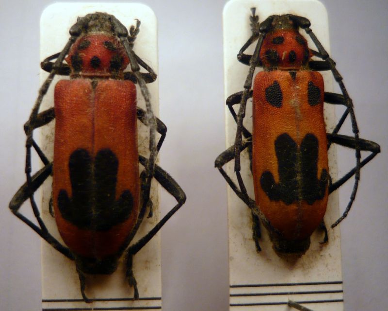 Cerambycinae  Trachyderini Purpuricenus lituratus Ganglbauer, 1886.JPG