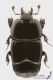 Hololepta_plana_s.jpg