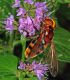 Volucella zonaria2.jpg