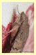 macroglossum stellatarum,,,.JPG
