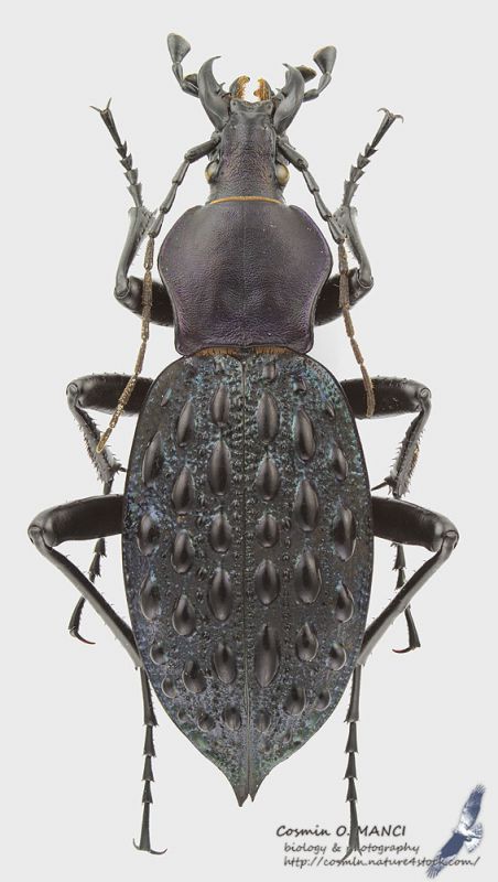 Carabus_pustulifer_s.jpg