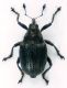 Ceutorhynchus_Piglio_1000m_2-XI-2010_2mm.jpg