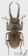 Prosopocoilus_gracilis_s.jpg